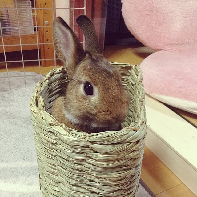 yuzu0223さんの実例写真