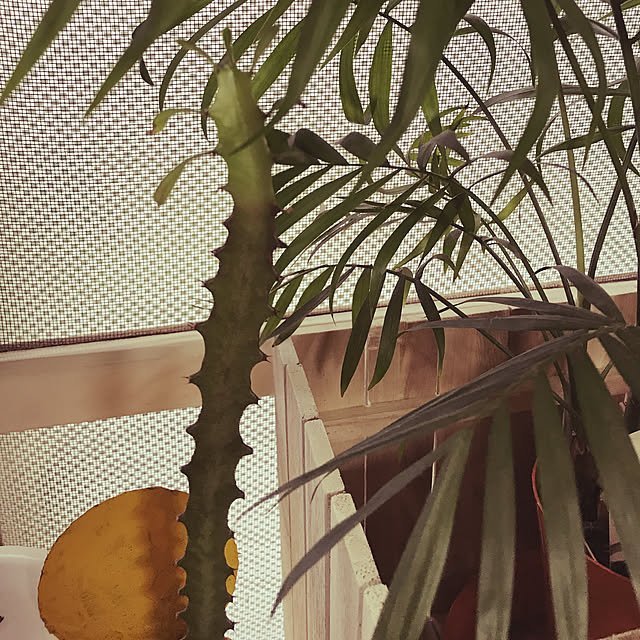 seroriさんの実例写真