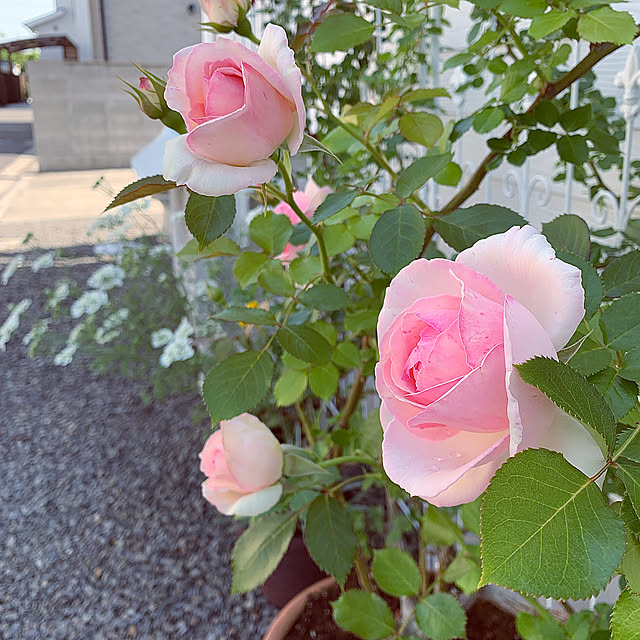 koko_hikaさんの部屋