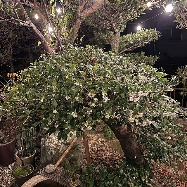 shin0719さんの実例写真