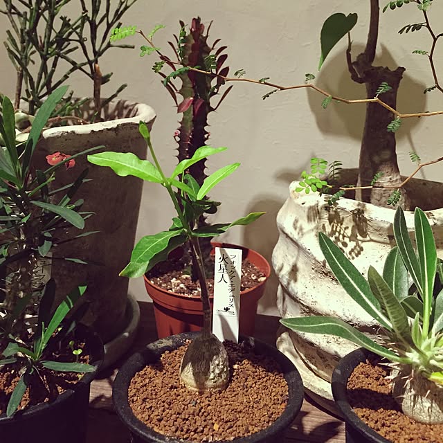 marley0209さんの実例写真
