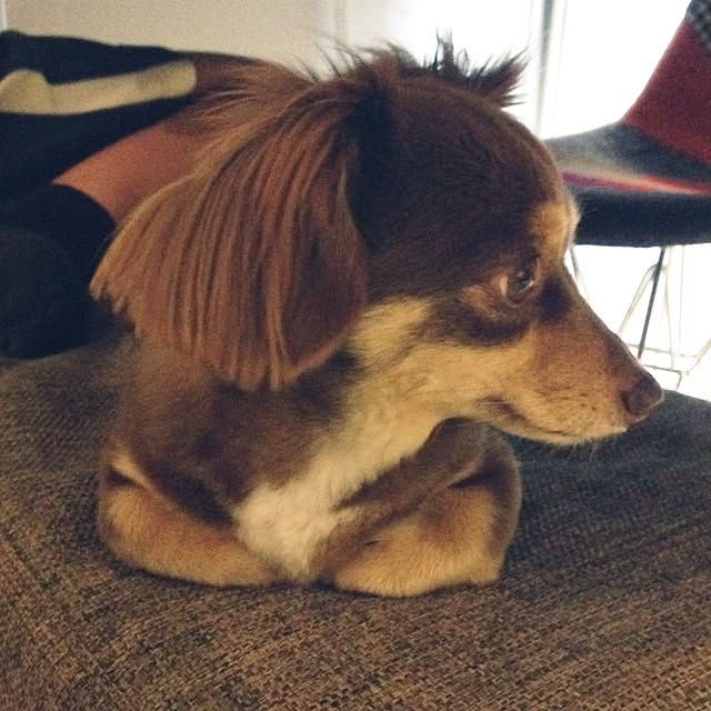 rikakoさんの実例写真