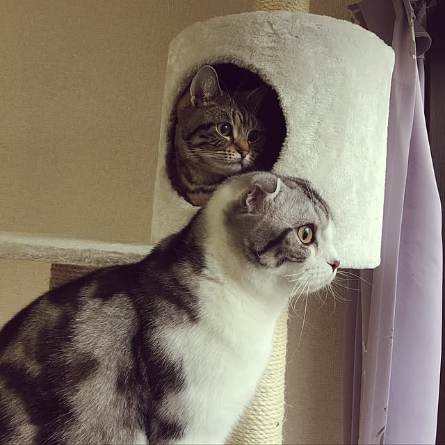 tomommyさんの実例写真