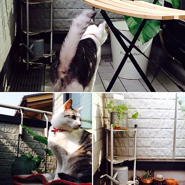 Mikaさんの実例写真