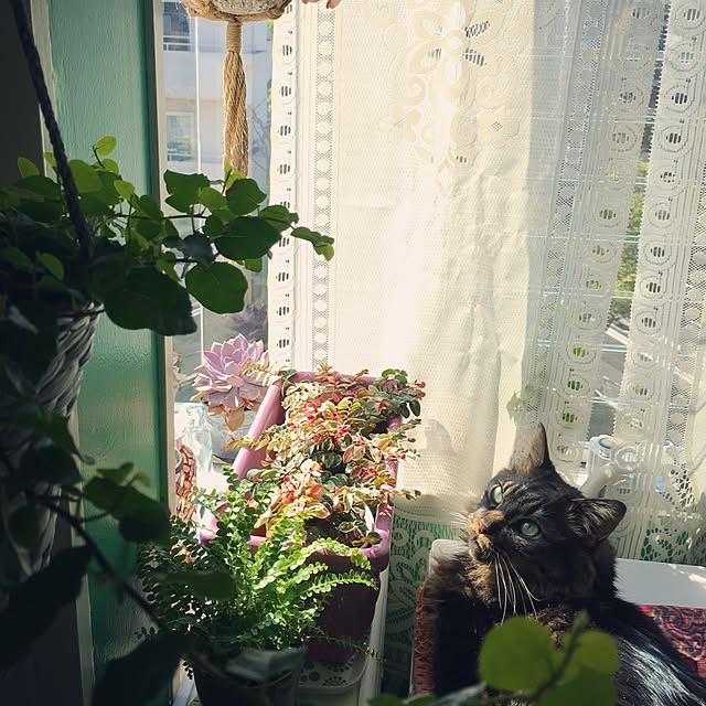 lalarin123さんの実例写真