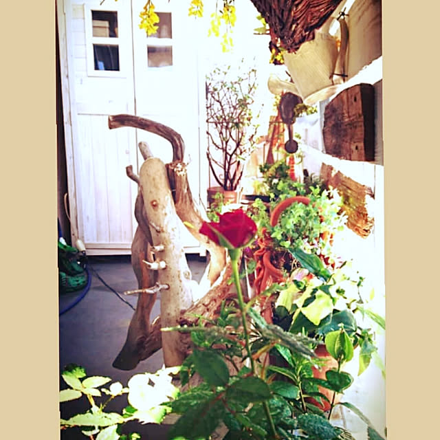 kajyuさんの実例写真