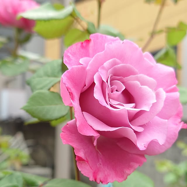 fleur-mamanさんの部屋