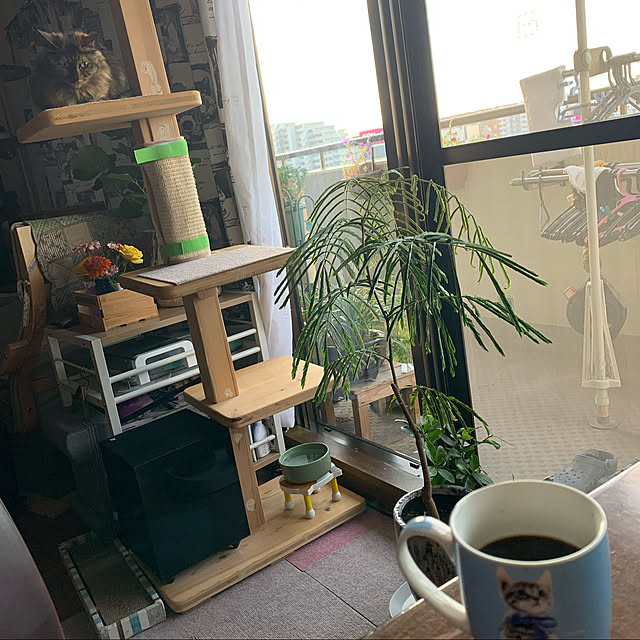 nekohagu2022さんの実例写真