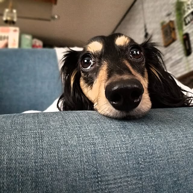 momozouさんの部屋