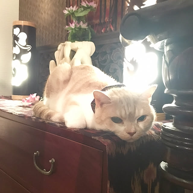 aiaiさんの実例写真