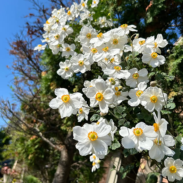 sunabaさんの実例写真