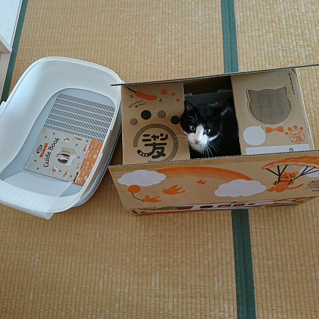 koromaroさんの実例写真