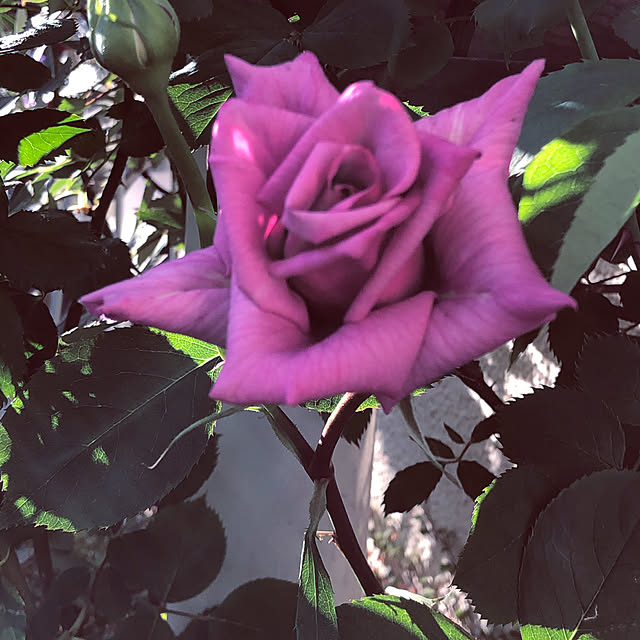 osa5495さんの実例写真