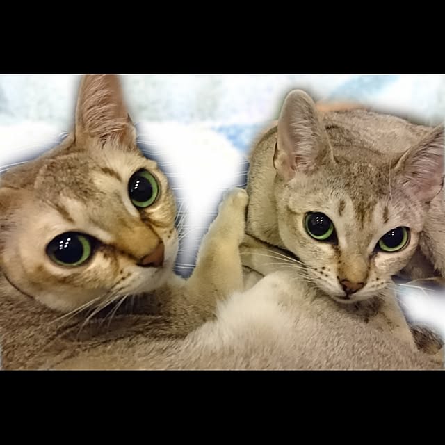 GymGさんの実例写真