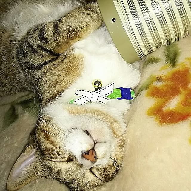 catriene0123さんの実例写真