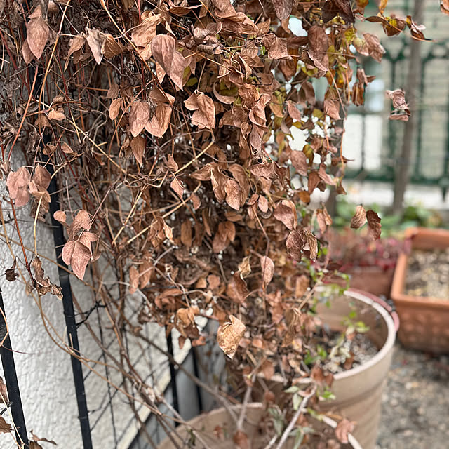 mamizaさんの部屋