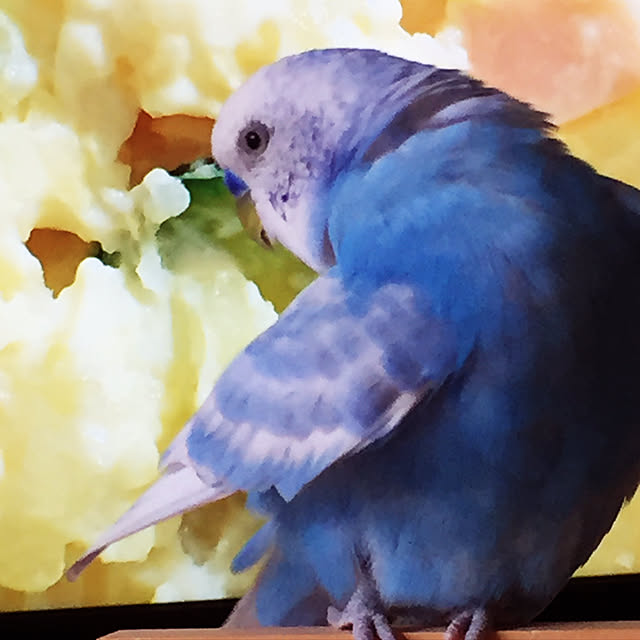 toratanさんの実例写真