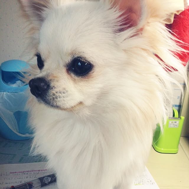 yukiさんの実例写真