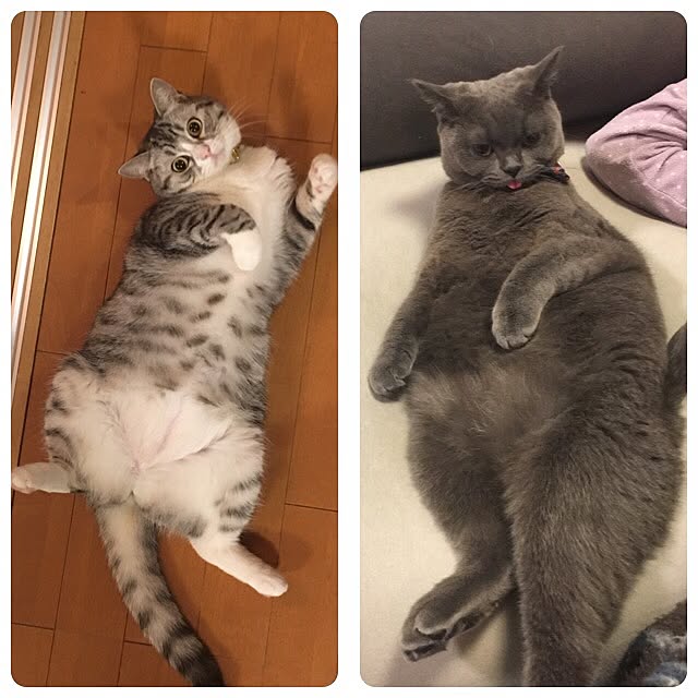 Shojiさんの実例写真