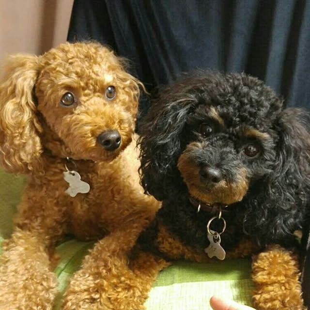 POOTAさんの実例写真