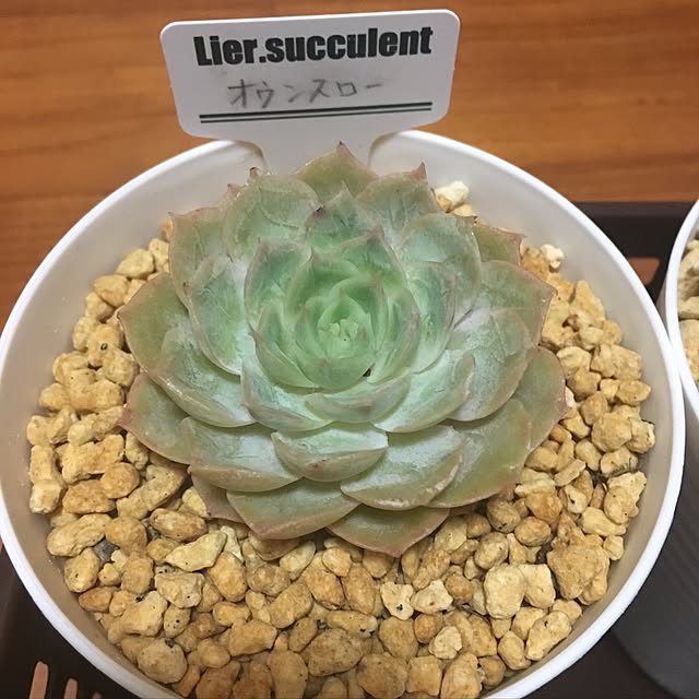 CHIROさんの実例写真