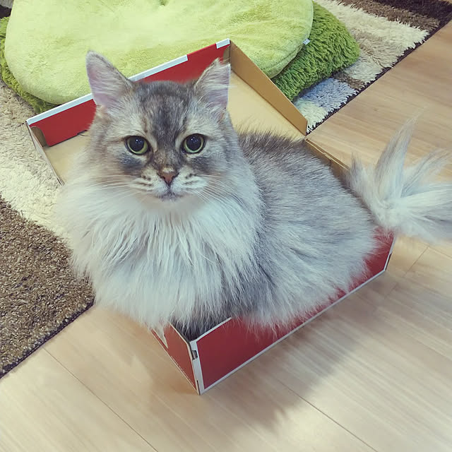 mahimarikoさんの実例写真