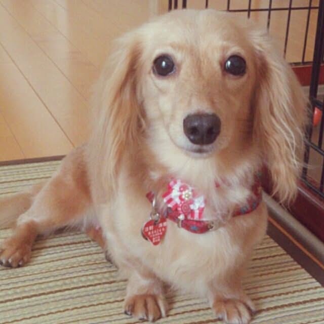 machako_mさんの実例写真