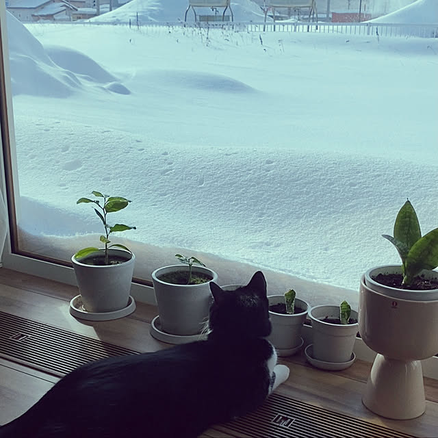ねこのいる風景/植物のある暮らし/窓辺/リビングのインテリア実例 - 2022-02-18 16:44:34