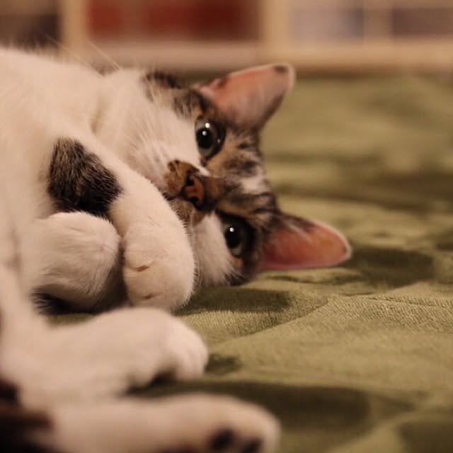 実例写真