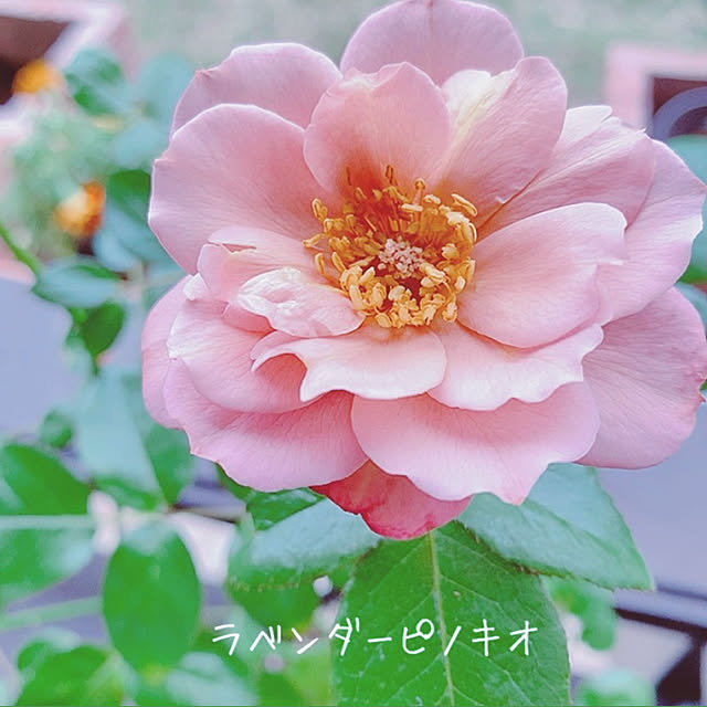 mamerurikoさんの実例写真
