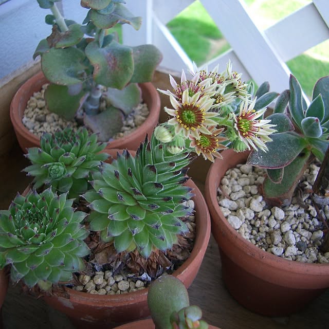 gardengardenさんの実例写真