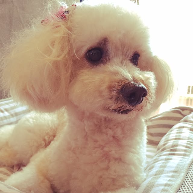ASUKAさんの実例写真