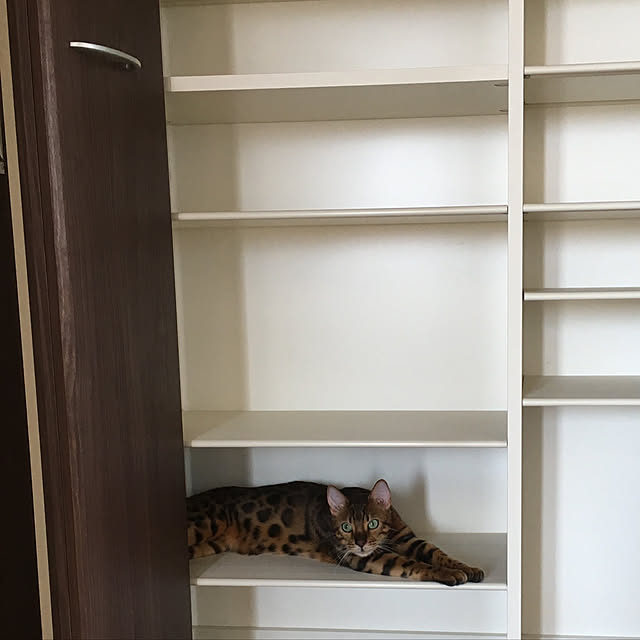 Shirayukiさんの実例写真