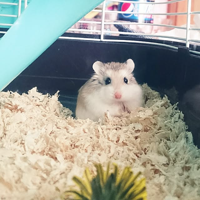 kingyoさんの実例写真