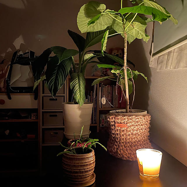 お気に入りの場所/観葉植物/癒し/グリーンのある暮らし/いいね、フォロー本当に感謝デス☺︎...などのインテリア実例 - 2022-11-12 09:31:45