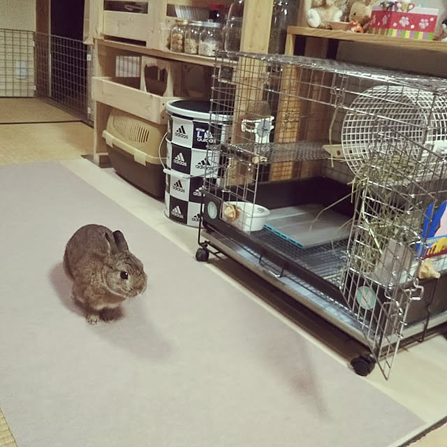 yuzu0223さんの実例写真