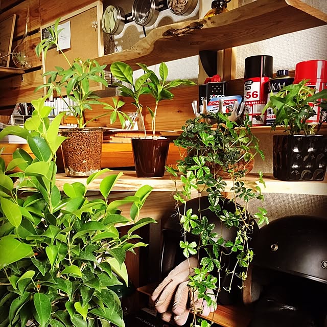 棚/DIY/一人暮らし/カフェ風/観葉植物...などのインテリア実例 - 2017-01-20 01:26:05