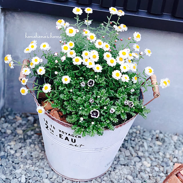 honohonoさんの実例写真
