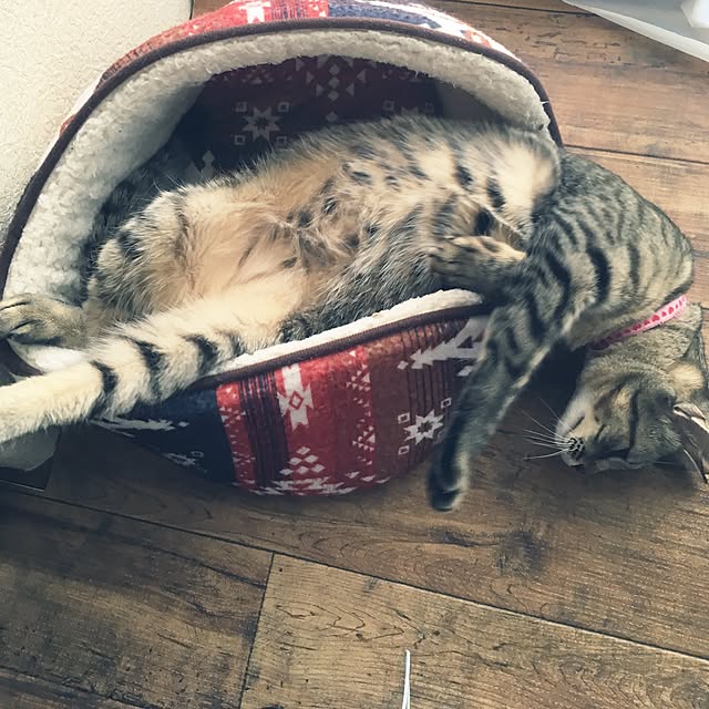 sayasさんの実例写真