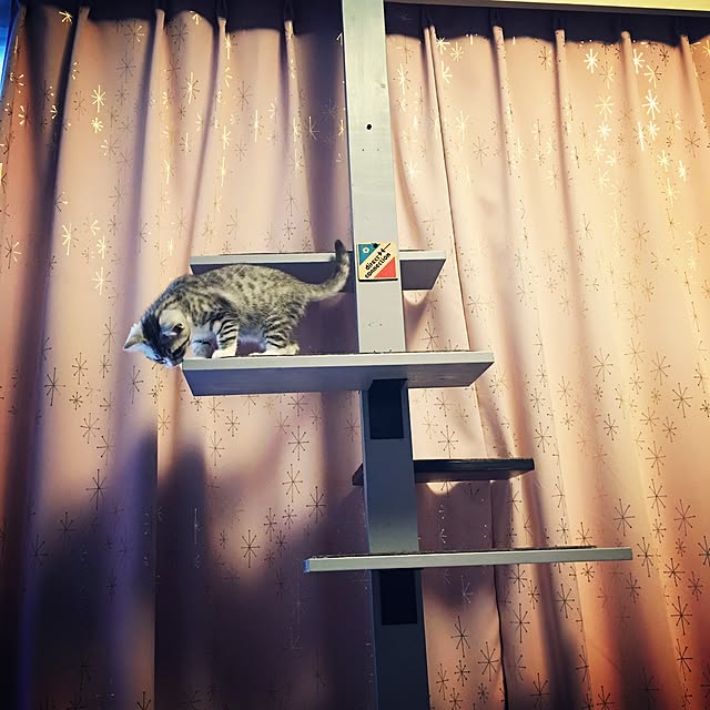 Shojiさんの実例写真
