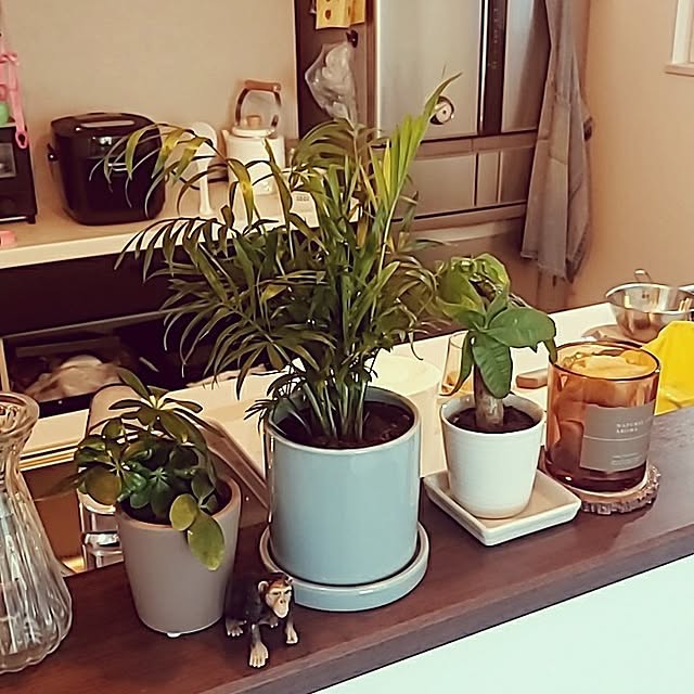キッチン/観葉植物のある暮らしのインテリア実例 - 2023-06-23 15:59:52