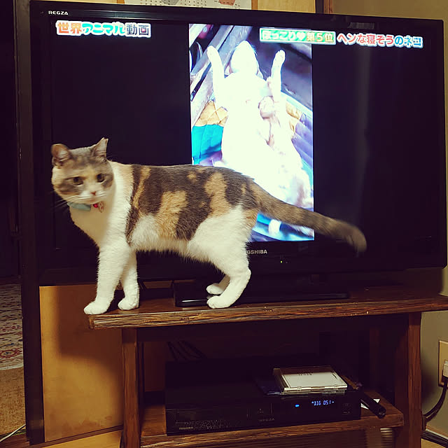fukuさんの実例写真