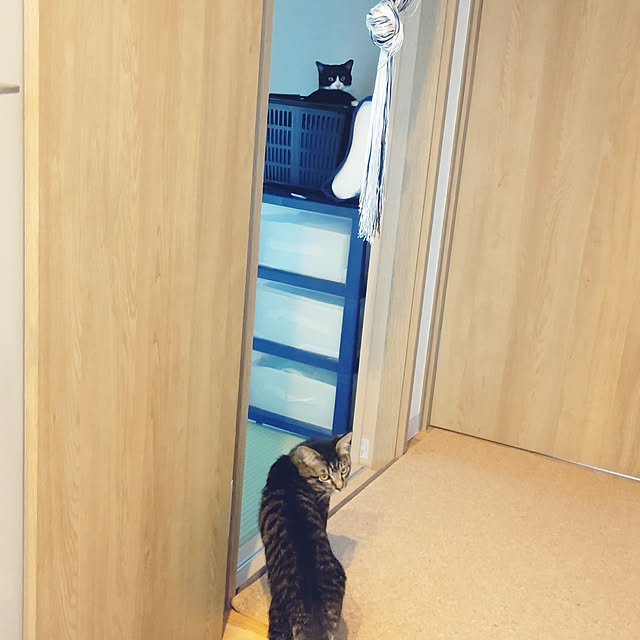 hihaさんの実例写真
