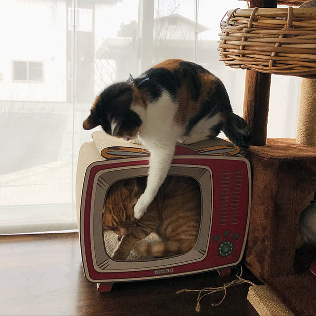 Maruさんの実例写真