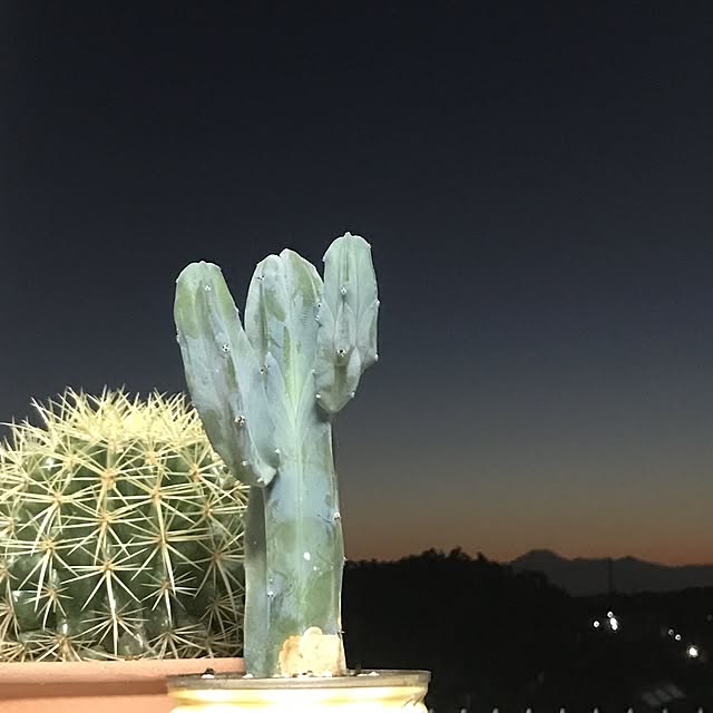 amさんの実例写真