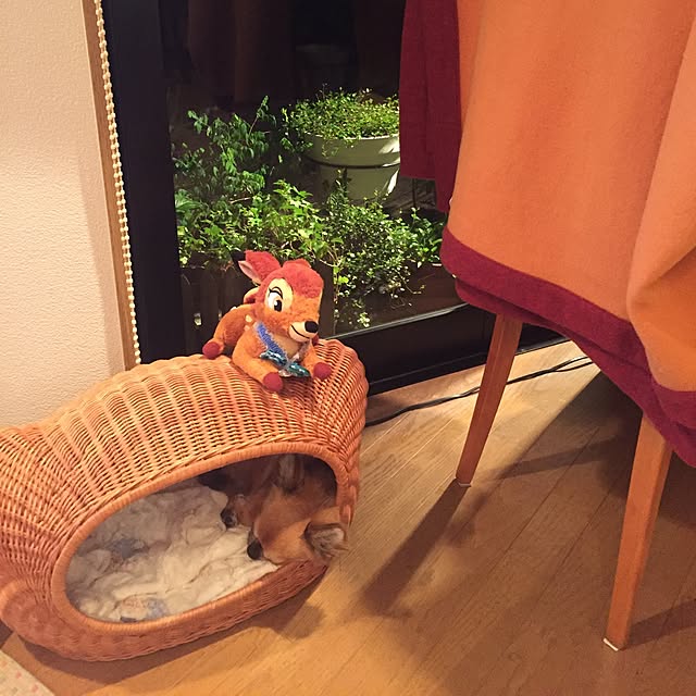 cootan195さんの実例写真