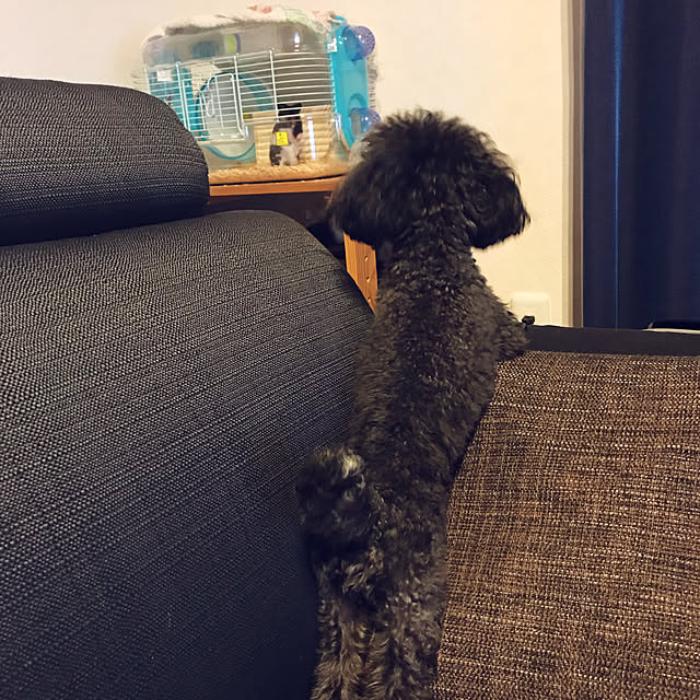 Mikiさんの実例写真