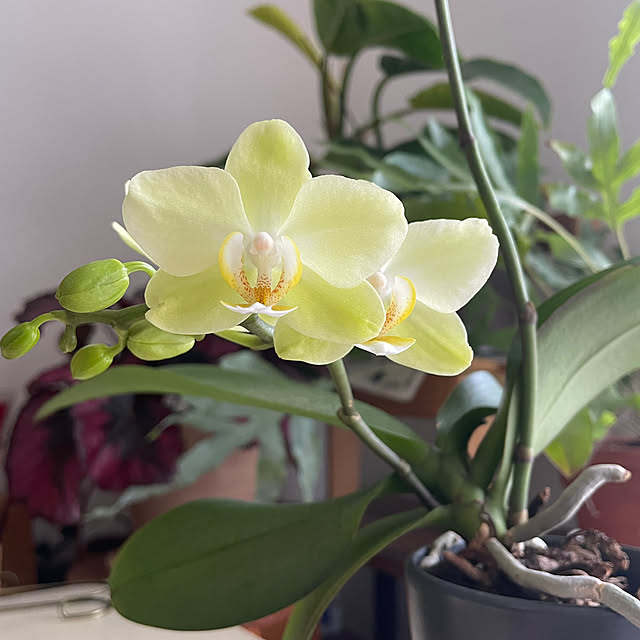 nattunさんの部屋