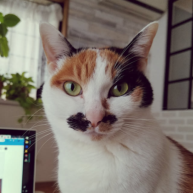 実例写真