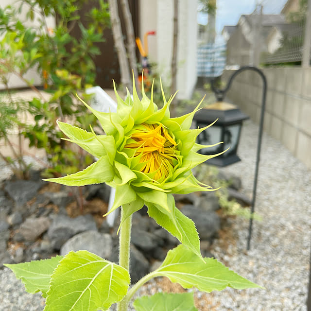 fumofumoさんの実例写真